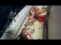 Commercial Fishing in South Carolina 7-29-24