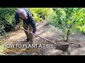How to Plant a Tree Properly