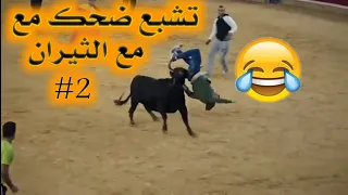 مصارعة الثيران 2 تموت من الضحك 