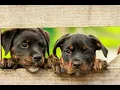 Download Lagu Suara Anak Anjing Ketakutan