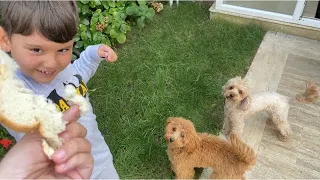 Sevimli köpekler tofu ve loninin karnı acıkmış, Yusuf besledi😍 ekmek peynir yediler oyun oynadılar