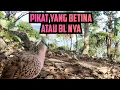 Download Lagu Ini adalah daya tarik wanita atau BL wanita.. Target untuk mengukur suara keras