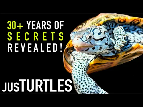 He's Been Breeding one of the World's Prettiest Turtle Species Since the '90s!