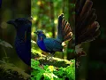 Download Lagu Burung Kukuk Tanah Sumatera (Carpococcyx viridis) — Panggilan Burung Langka dalam 4K #shorts #suaraburung #panggilanburung