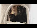 San Diego Humane Society rescues 40 cats from studio apartment