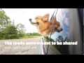 North Carolina s Priemier Pet Friendly Dealership