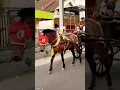 Download Lagu punya kuda poni #shortsvideo #funny