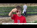 Starkey Blueberry Farm in Trinity offering pick-your-own strawberries for first time