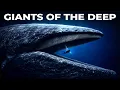 Why The Entire Ocean Is Terrified of Blue Whales