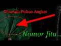 Download Lagu 🔴NYUHU DIBAWAH POHON ANGKER TEMPAT SUKU MANTE || ANGKA TOGEL