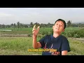 Download Lagu Pendri Khenik | Khasan Celaka | Cipt, Mawan Salba | Lagu Lampung