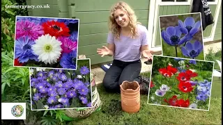 How to plant Anemones - FarmerGracy co uk