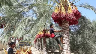 بدء موسم قطف ثمار البلح في قطاع غزة 