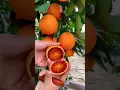 🍊🍊 How To Cut Orange From My Farm 🍊🍊| Fresh Fruit Cutting In My Farm