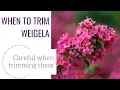 When to Trim Weigela www gardencrossings com