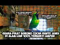 Download Lagu 🔴SUARA PIKAT BURUNG CUCAK RANTE JAWA DI ALAM LIAR 100% TERBUKTI AMPUH