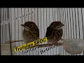 Download Lagu C4ra Mudah Membedakan SRDC Trotol Jantan Dan Betina