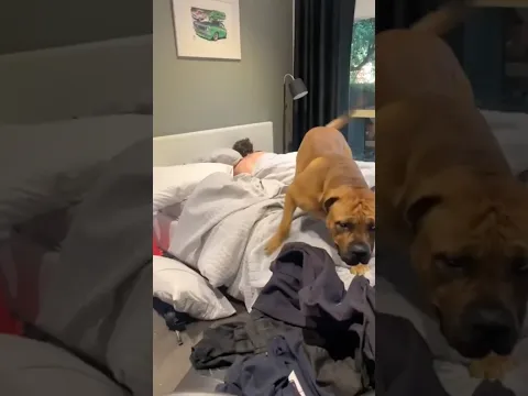 Big Boerboel Alarm Clock