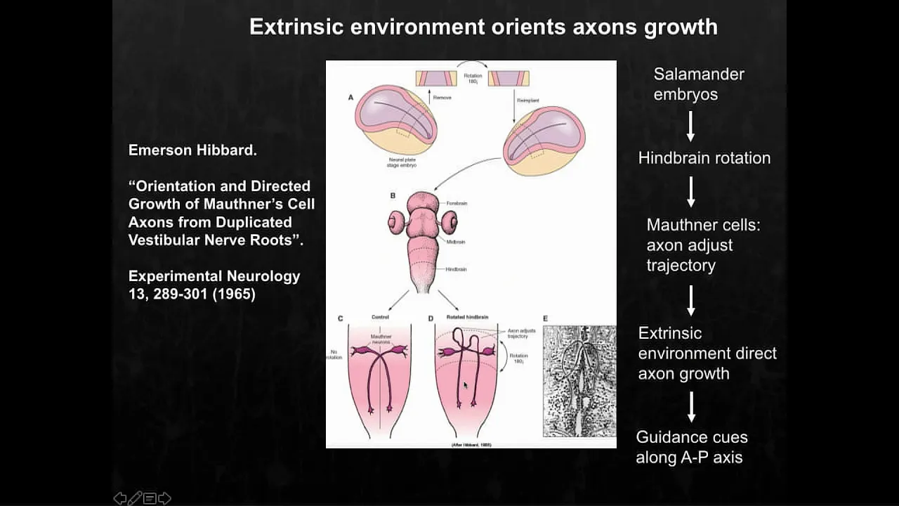 WNT/Planar Cell Polarity Signaling in Axon Guidance and Spinal Cord Injury