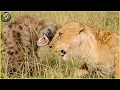 Download Lagu Lion vs Hyena The Deadliest Encounters Caught on Camera | Animal Fighting