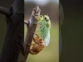 Download Lagu Amazing - Close-up of the fascinating and thrilling molting process of a cicada #cicada #molting