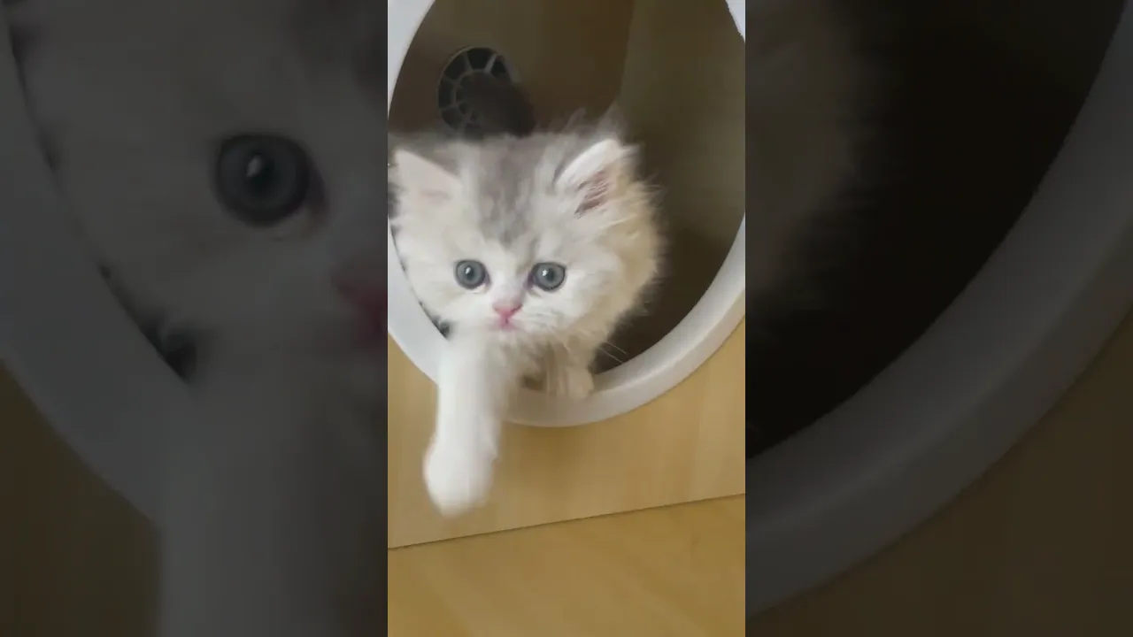 動画