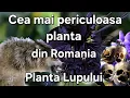 Download Lagu Cea Mai Periculoasa Planta Din Romania / Gheara Lupului / Gluga Calugarului / Cum arata ?