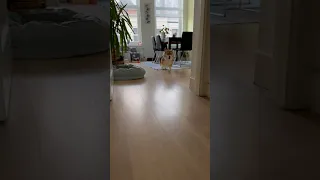 زوم زوم زوم زوم دارم تو اتاقم زوم می کنم                                                        دندنها