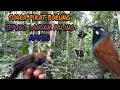 Download Lagu Suara pikat burung Tepus landak paling gacor