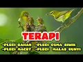TERAPI ZOSTEROPS | TERAPI PLECI | TERAPI AIR MENGALIR | TERAPI PLECI MACET