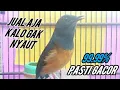 Download Lagu TERAPI murai batu | murai gacor | ketrekan murai batu | murai batu betina gacor memanggil jantan