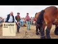 Download Lagu Het naspel: boomslepen met trekpaarden op Eeuwige Paardenkracht in Sint-Juliaan