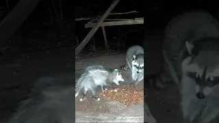 Little Opossum is tough