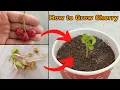 Download Lagu How to grow Cherry Plant at home - The Easiest Way to Grow Cherry from Seeds