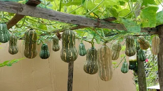 Download Unique idea, Recycle tires to grow pumpkins with high yield, super sweet at home MP3