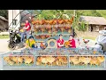Download Lagu Harvesting 1000+ Chickens At The Farm, Use Truck To Transport Many Chicken Sell At The Market