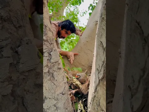 घोंसले में छुपे थे करोड़ों के हीरे 💎 #shorts #youtubeshorts #suspense #suspensestory #storyvox
