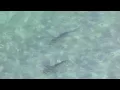 School of sharks spotted off Dania Beach