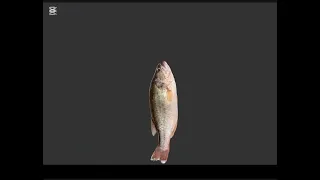 اني ابن البصره احجي بزودي اكسبلور موطن ماشل ملكي موطن ماشل جمهوري 