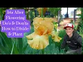 Do's \u0026 Don'ts voor IRIS na de bloei - Hoe te delen en herplanten - Baardiris germanica