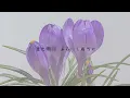 波よせてremix lyric byハレハナビ