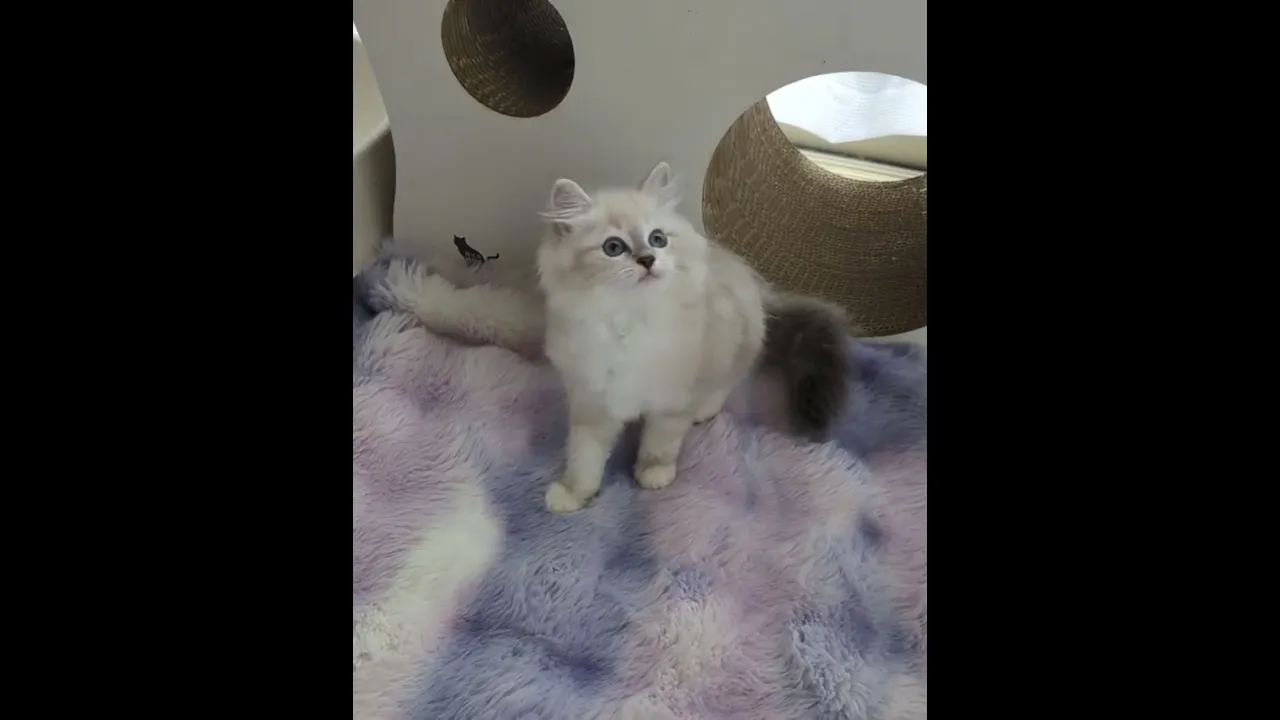 動画