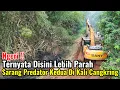 Download Lagu Ngeri‼️Ternyata Disini Lebih Parah Sarang Predator Kedua Kali Cangkring Wanajaya