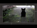 Image slider with animation using HTML CSS and JavaScript