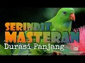 Lagu Masteran SERINDIT Durasi 10 Menit