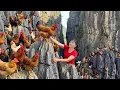 Lagu TIMELAPSE -- Harvesting Giant Wild Chickens on a Cliff \u0026 Transporting by 3-Wheeled Truck, Go to Sell