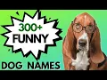 300 FUNNY Dog Names Unisex Dog Names Boy Girl Dog Names