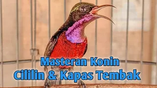 Download Masteran Konin Tembakan Cililin dan Kapas Tembak || Terapi Konin || Pancingan Konin || Konin MP3