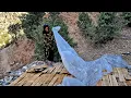 Download Lagu Een moeder bouwt een dak voor haar huis in de bergen