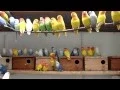Download Lagu My love birds farm opaline / Agapornis Růžohrdlý